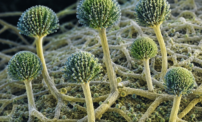 Luftkeimmessung Aspergillus